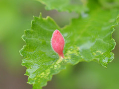 Tetraneura