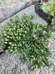 Sagina japonica