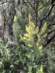 Erica platycodon