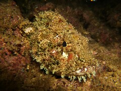 Scorpaena mystes