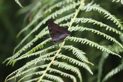 Aglais urticae chinensis