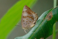 Arhopala madytus