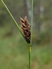 Carex lasiocarpa