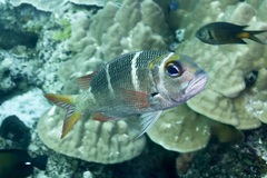 Monotaxis heterodon