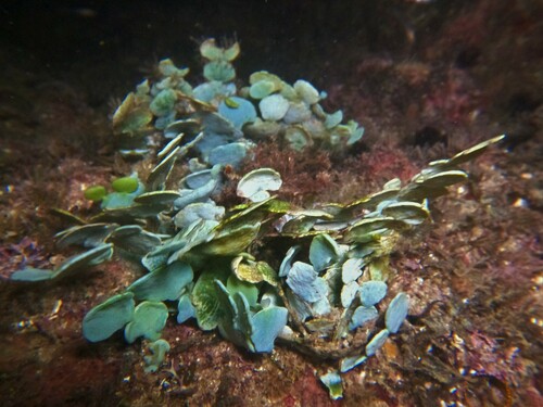 money plant (Halimeda discoidea)