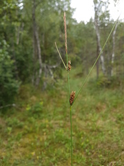 Carex lasiocarpa