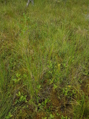 Carex lasiocarpa