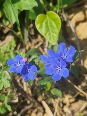 Aegonychon zollingeri