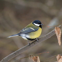 Parus major major