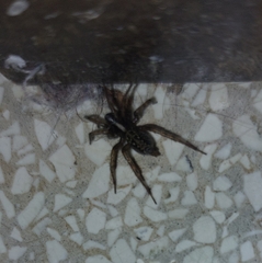 Textrix denticulata