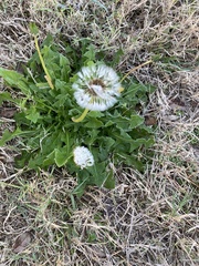 Taraxacum erythrospermum