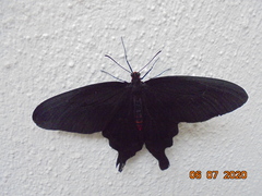 Pachliopta kotzebuea