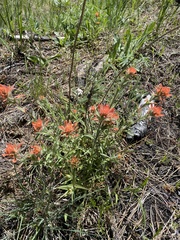 Castilleja hispida acuta
