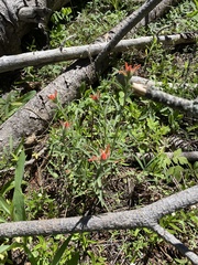Castilleja hispida acuta