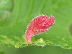 Tetraneura