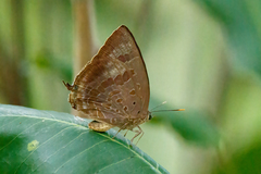 Arhopala madytus