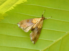 Agrotera nemoralis
