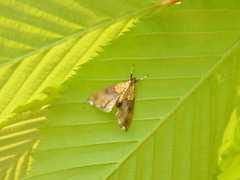 Agrotera nemoralis