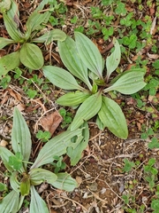 Plantago camtschatica
