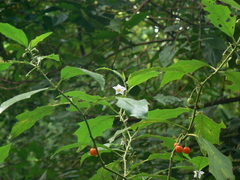 Solanum hovei