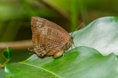 Arhopala madytus