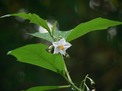 Solanum hovei