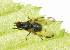 Otites levigata