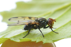 Otites levigata