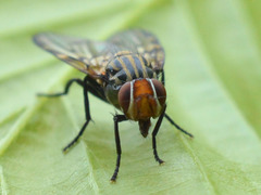 Otites levigata