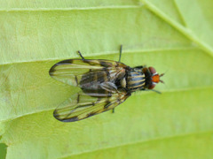 Otites levigata
