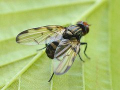 Otites levigata
