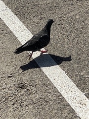Columba livia domestica