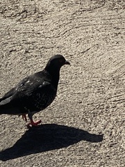 Columba livia domestica