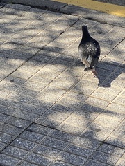 Columba livia domestica