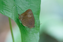Arhopala madytus