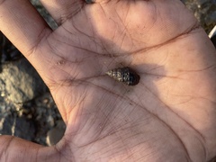 Clypeomorus batillariaeformis