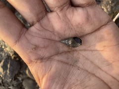 Clypeomorus batillariaeformis