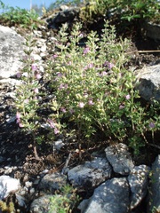 Teucrium botrys