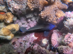 Stegastes acapulcoensis