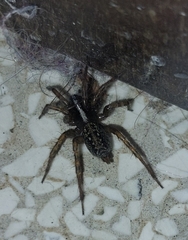 Textrix denticulata