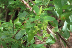 Dodonaea hispidula
