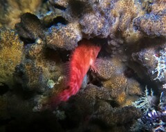 Cirrhitichthys oxycephalus