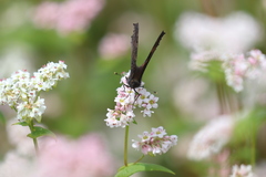 Fagopyrum esculentum