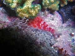 Cirrhitichthys oxycephalus