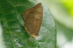 Arhopala madytus