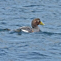 Tachyeres brachypterus