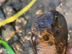 Chitonoidea
