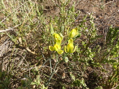 Albuca somersetianum
