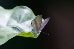 Catopyrops florinda