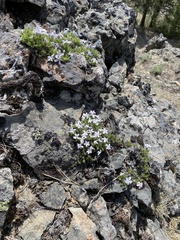Polemoniaceae